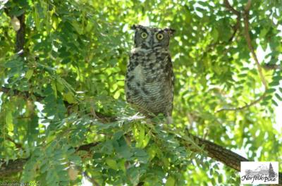 Cape Horn Owl